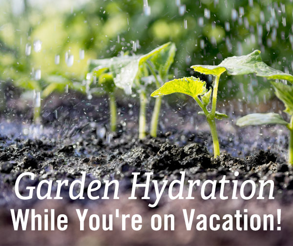 Garden Hydration While You're on Vacation!