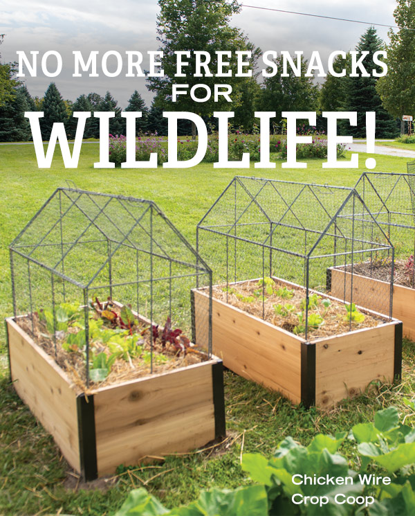 No More Free Snacks For Wildlife! Chicken Wire Crop Coop