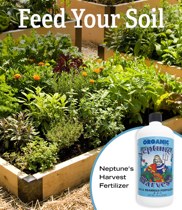 Feed Your Soil- Neptune's Harvest Fertilizer