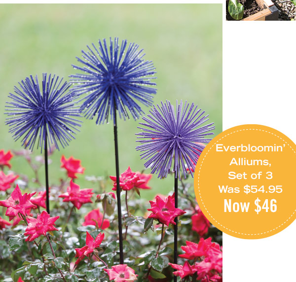 Everbloomin' Alliums, Set of 3, was $54.95, now $46