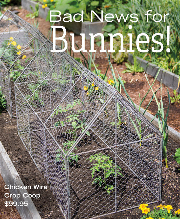 Bad News for Bunnies! Pictured: Chicken Wire Crop Coop, $99.95, protecting a row of tomato plants in a raised bed.