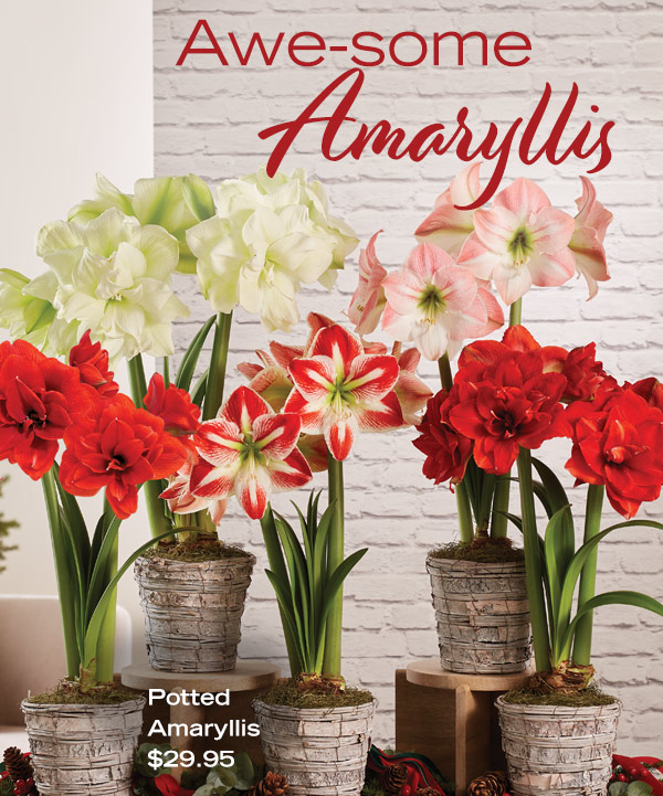 Awe-some Amaryllis! Pictured: Set of 6 Potted Amaryllis in white, red and pink blooms, $29.95 each