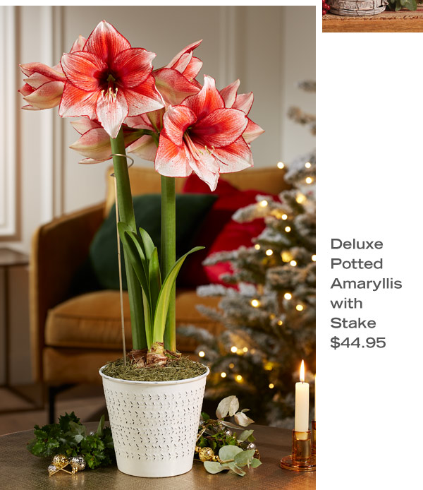 Deluxe Potted Amaryllis with Stake, $44.95