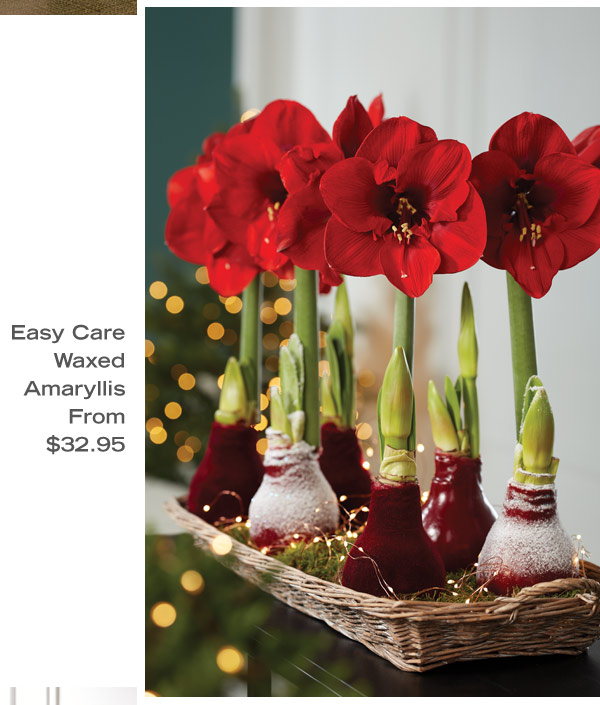 Easy Care Waxed Amaryllis from $32.95