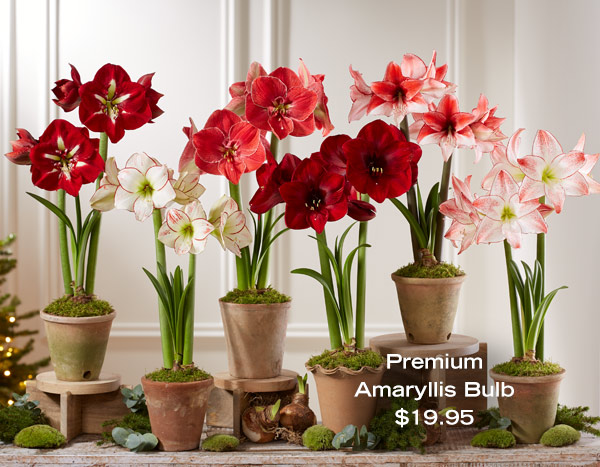 Premium Amaryllis Bulb, $19.95