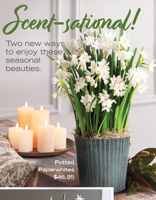 Scent-sational! Two new ways to enjoy these seasonal beauties. Potted Paperwhites, $46.95