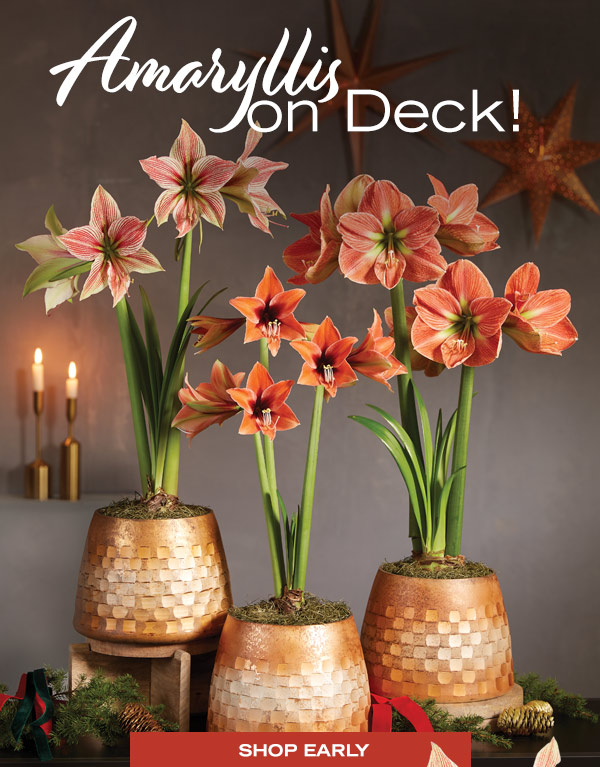 Amaryllis on Deck! Shop Early