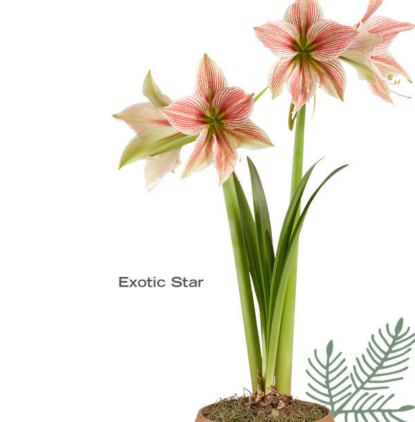 Exotic star Amaryllis