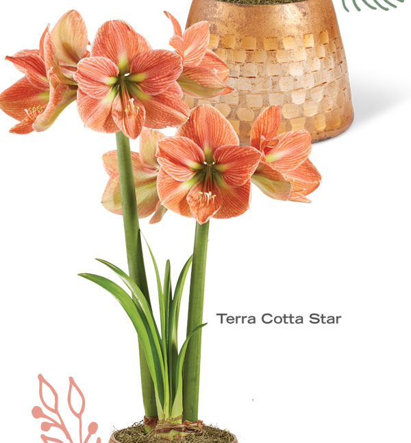 Terra Cotta Amaryllis