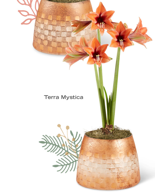 Terra Mystica Amaryllis