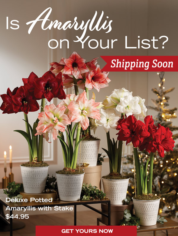 Is Amaryllis on your list? Shipping Soon! Pictured: Deluxe Potted Amaryllis with Stake, $44.95