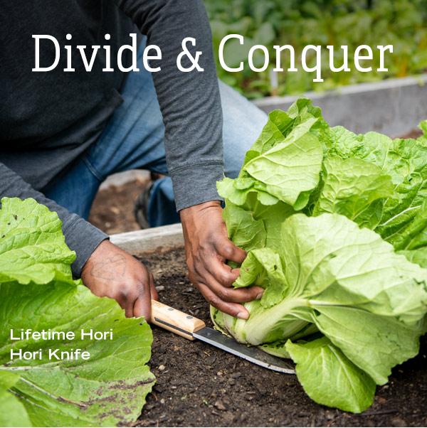 Divide & Conquer. Pictured: Gardener using Lifetime Hori Hori Knife to harvest a head of lettuce from a raised bed.