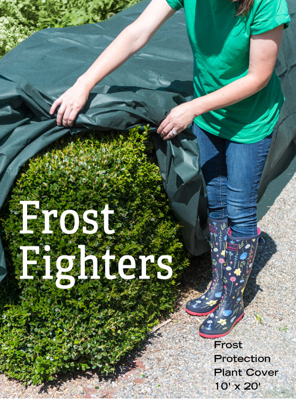 Frost Fighters. Pictured: Woman covering shrubbery with 10' x 20' Frost Protection Plant Cover