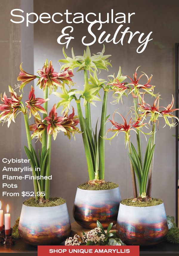 Spectacular & Sultry - Cybister Amaryllis in Flame-Finished Pots, from $52.95