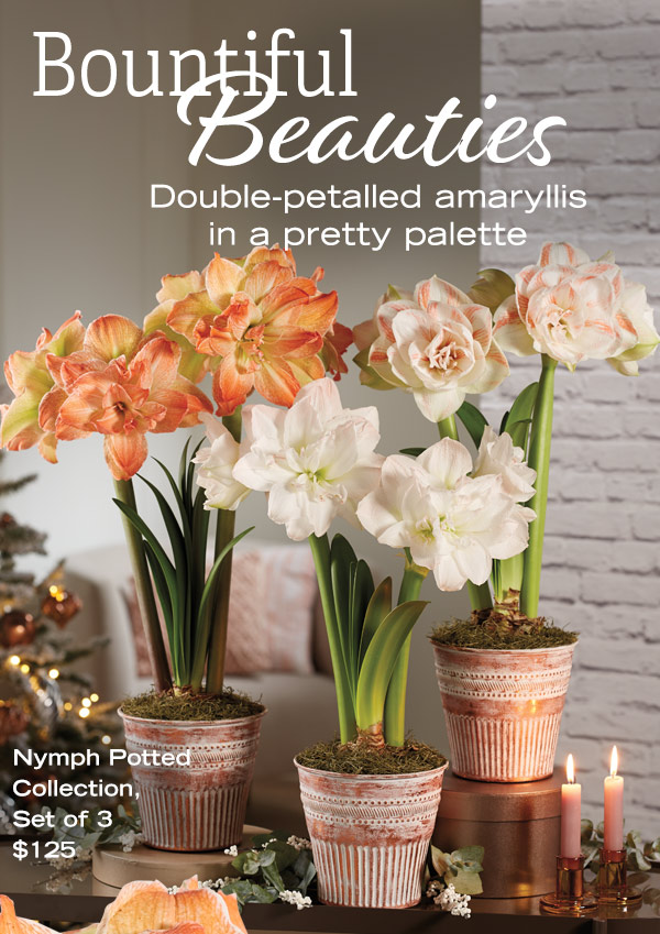 Bountiful Beauties - Double-petalled amaryllis in a pretty palette. Nymph Potted Collections, Set of 3 $125