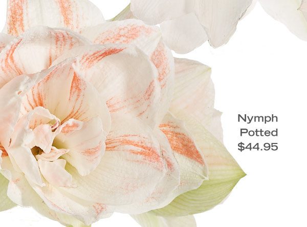 Nymph Potted, $44.95