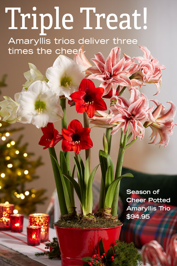 Triple Treat! Amaryllis trios deliver three times the cheer. Pictured: Season of Cheer Potted Amaryllis Trio $94.95