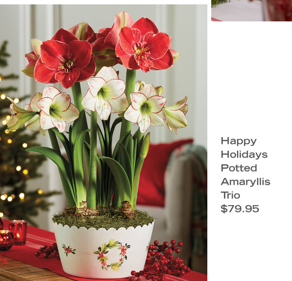 Happy Holidays Potted Amaryllis Trio $79.95