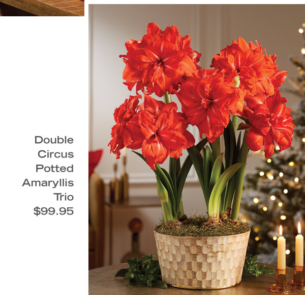 Double Circus Potted Amaryllis Trio $99.95