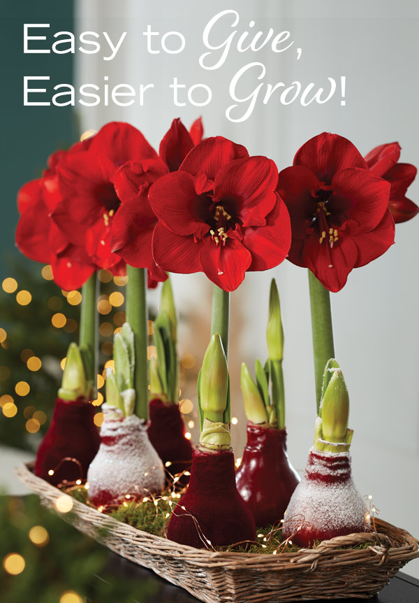 Easy to Give, Easier to Grow! Waxed Amaryllis