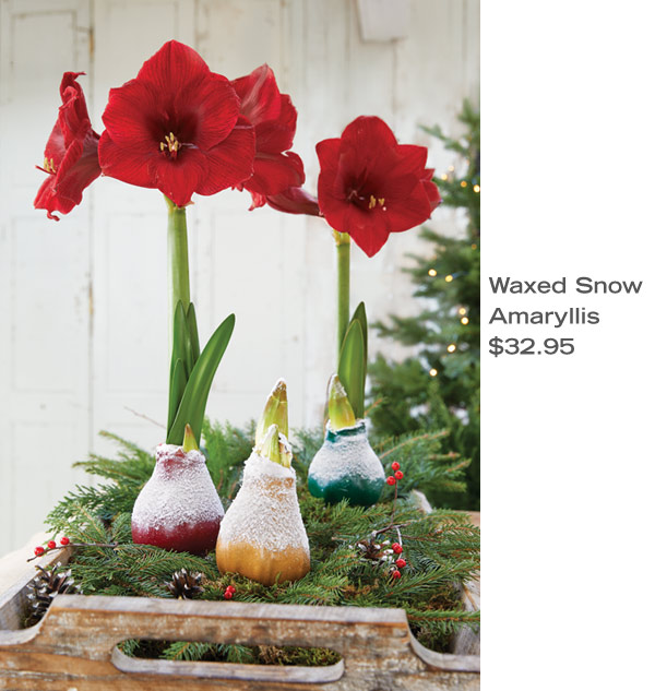 Waxed Snow Amaryllis, $32.95