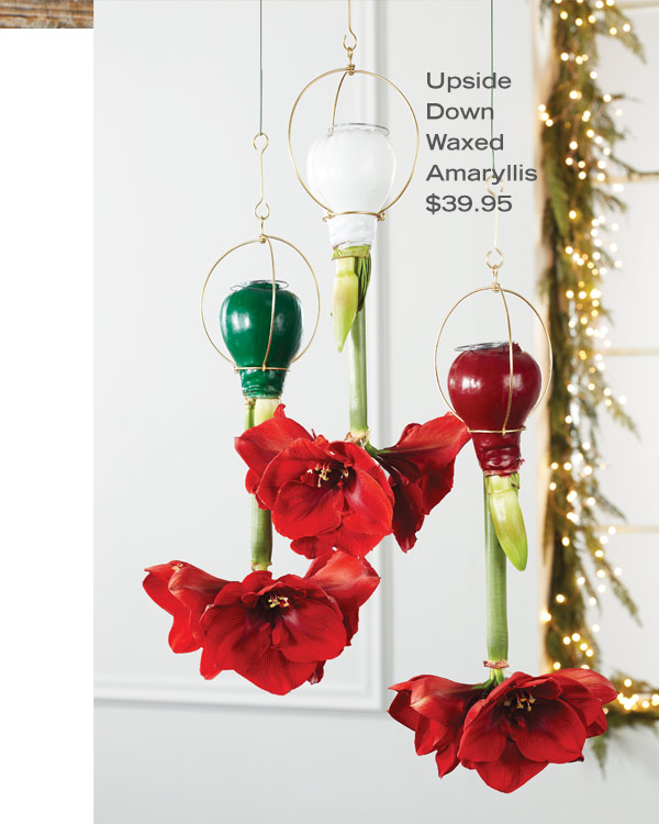 Upside Down Waxed Amaryllis, $39.95