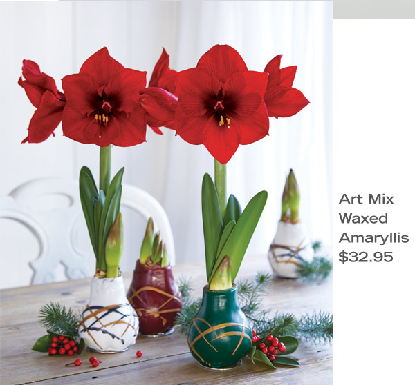 Art Mix Waxed Amaryllis, $32.95