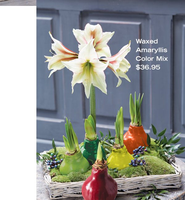 Waxed Amaryllis Color Mix, $36.95