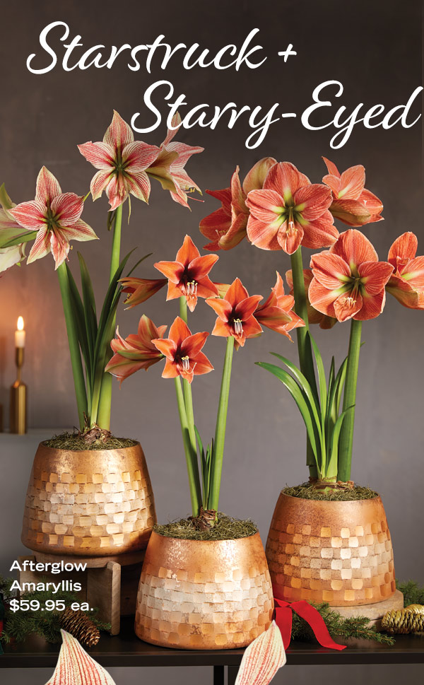 Starstruck & Starry-Eyed; Afterglow Amaryllis, $59.95 Each