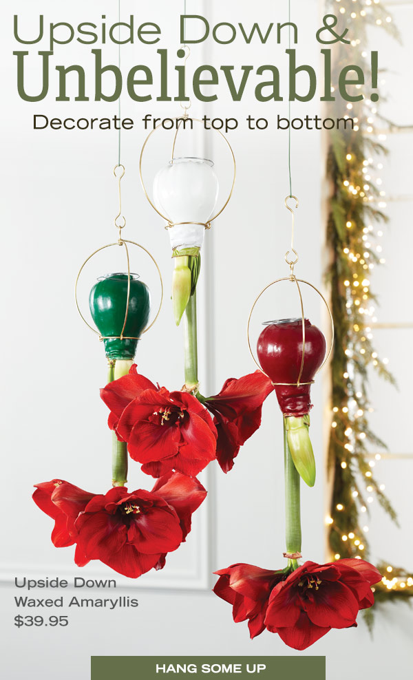 Upside Down & Unbelievable! Decorate from top to bottom! Pictured: Upside down waxed amaryllis, $39.95