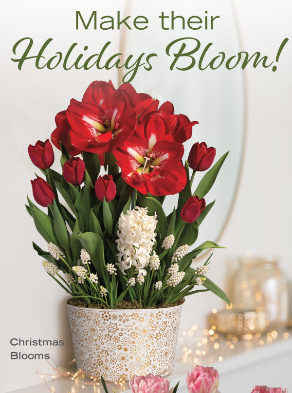 Make their Holidays Bloom! Pictured: Christmas Blooms