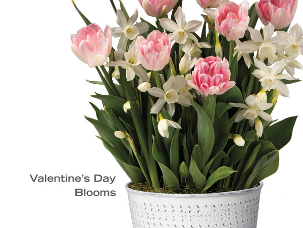 Valentine's Day Blooms