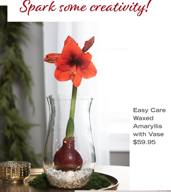 Spark some creativity! Easy Care Waxed Amaryllis with Vase, $59.95