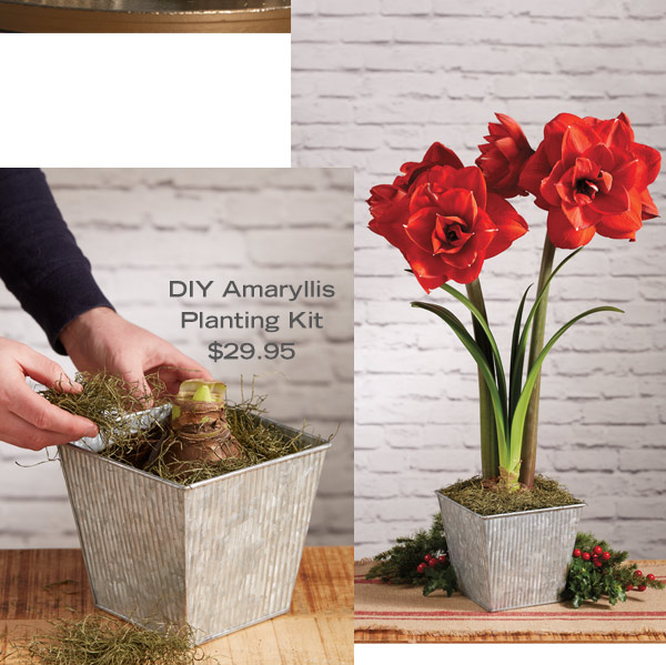 DIY Amaryllis Planting Kit, $29.95