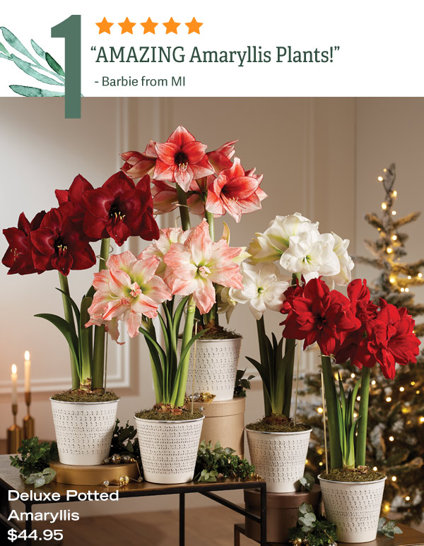 1 -Deluxe Potted Amaryllis, $44.95. Five-star Review: "AMAZING Amaryllis Plants!" - Barbie from MI