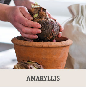 Shop Amaryllis