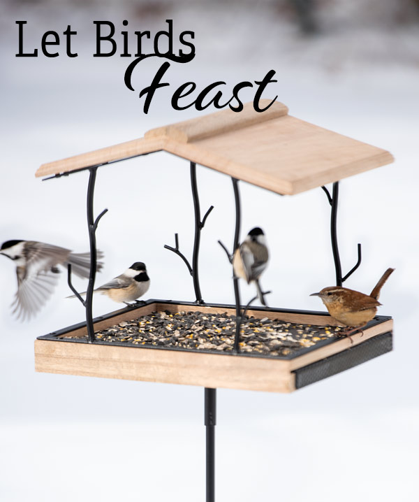 Let Birds Feast!