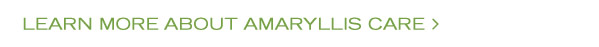 Learn More about Amaryllis Care