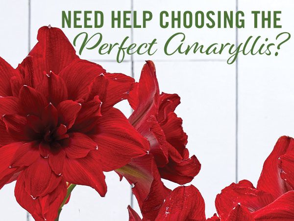 Need Help Choosing the Perfect Amaryllis?