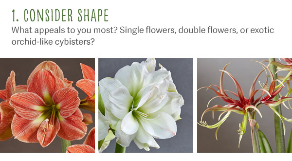 1. Consider shape - What appeals to you most? Single flowers, double flowers, or exotic orchid-like cybisters?