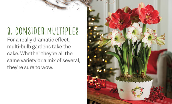 3. Consider multiples - For really dramatic effect, multi-bulb gardens take the cake. Whether they're all the same variety or a mix of several, they're sure to wow. Pictured: Our happy holidays amaryllis bulb garden with red, white and pink amaryllis.