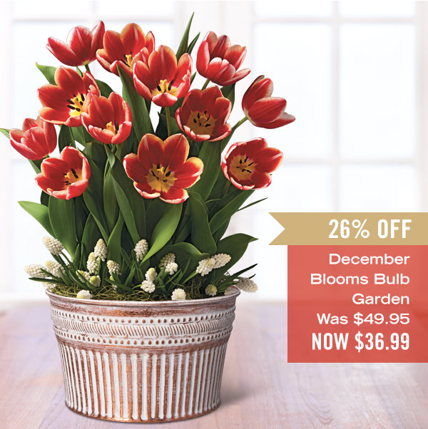 December Blooms Bulb Garden, was $49.95, now $36.99 - 26% off!