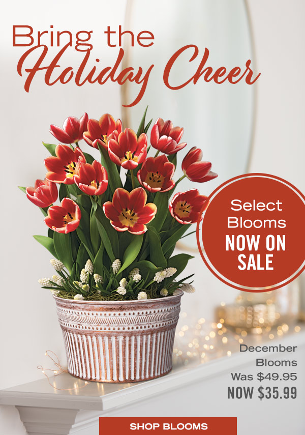 Bring the Holiday Cheer - Select Blooms now on sale! Pictured: December Blooms, was $49.95, now $35.99