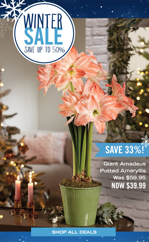 Winter Sale - Save up to 50% - Giant Amadeus Potted Amaryllis, was $59.95, now $39.99 - Save 33%!