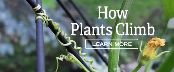 How Plants Climb- Learn More