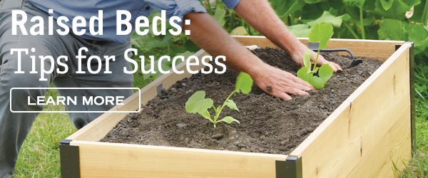 Raised Beds: Tips for Success - Learn more.