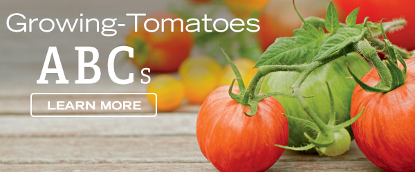 Growing Tomatoes ABCs - Learn More