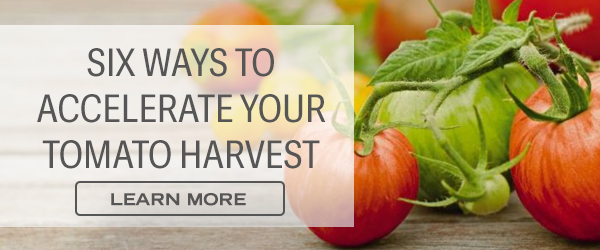 Six Ways to Accelerate Your Tomato Harvest - Learn More