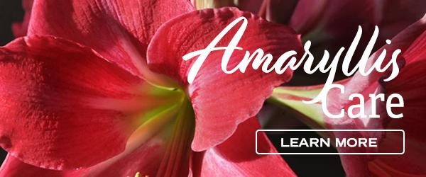 Amaryllis Care - Learn More