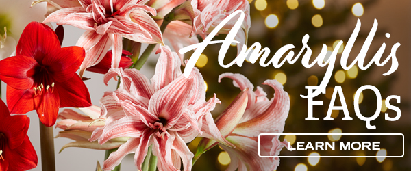 Amaryllis FAQs - Learn More